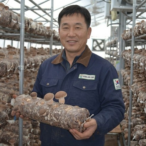 산지직송 국내산 송화고 송화버섯, 1박스, 500g(상)