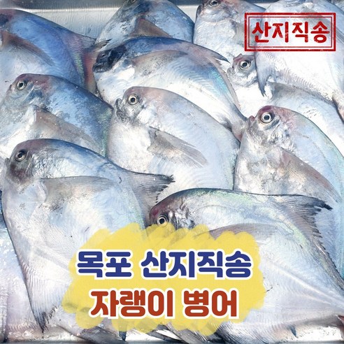 국산 자랭이 병어 목포 산지직송(14~20미)