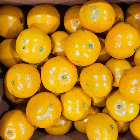 때깔찬 제철과일 제주 귤 고당도 감귤 진지향 5kg 못난이, 1개, 5kg (20과내외) 진지향