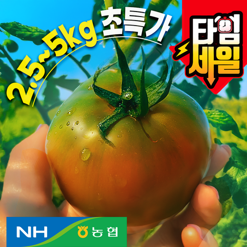 [최저가이벤트곧종료!!]농협정품 못난이 대저토마토 초특가
