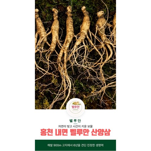 [벨루안 산양삼] 홍천 장뇌삼 고냉지 재배, 홍천 산양삼 900m 고지, 강원도 홍천 산양삼, 청정지역 산양삼 추천, 고산지대 내면 장뇌삼, 홍천 산양삼 선물세트, 프리미엄 산양삼, 10개, 12g