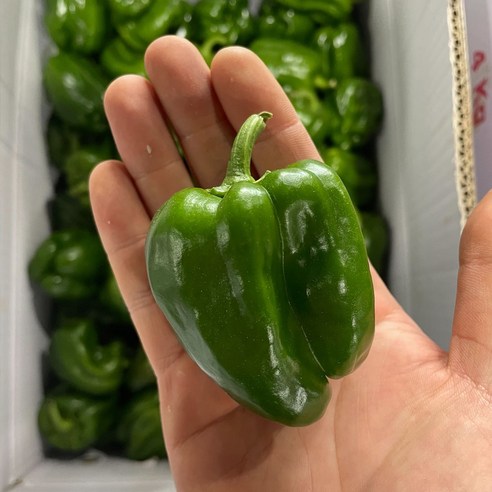 국내산 못난이 피망 청피망 보통 10kg, 1개, 10kg