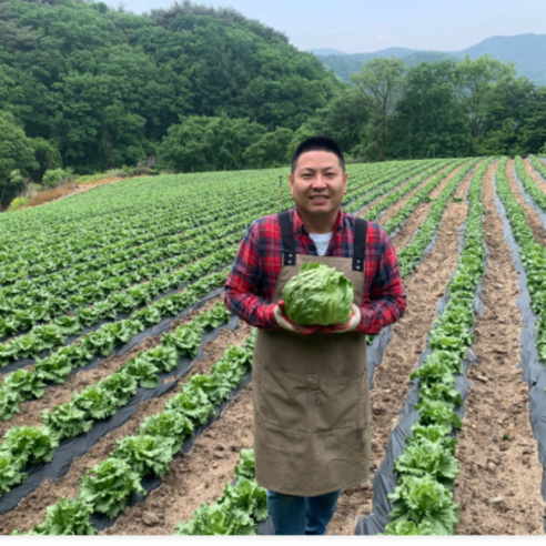 청년야채가게 [아삭] / 진공예냉처리 아삭양상추 / 양상추(개별포장) 12개