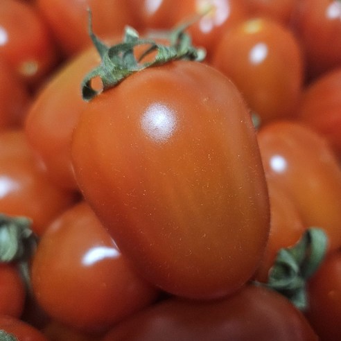 산지직송 서우네 단단한 고당도 대추방울토마토