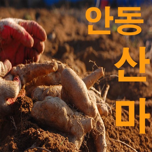 안동마 마 산약 산마중상알뜰2kg 9800 100한정