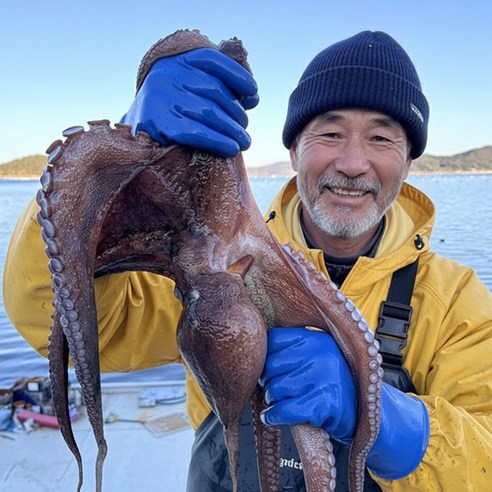 산지직송 경남 통영 쫄깃한 돌문어, 1kg