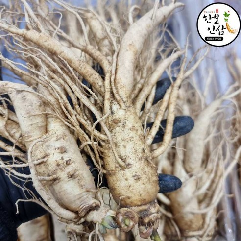 6년근 1kg 굵은 인삼 수삼 오쿠 홍삼제조용 난발 인삼 풍기인삼시장 한보인삼사, 1kg, 10세트