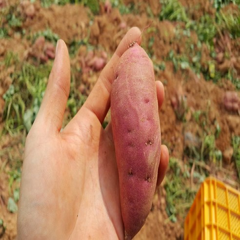 [제니네 제철과일] [PY] 산지발송 꿀고구마 꿀맛, 10kg, 1개, 세척 한입 10kg(20 50g)
