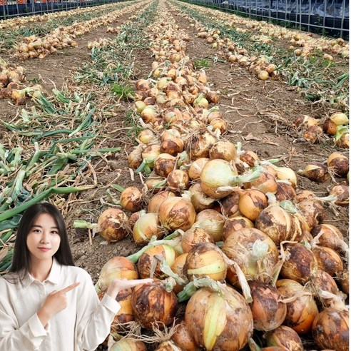 초특가 일등농수산 정품 국내산 경남 양파, 1개, 10kg (특)