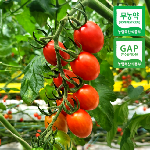 방울토마토 친환경 무농약 대추방울토마토
