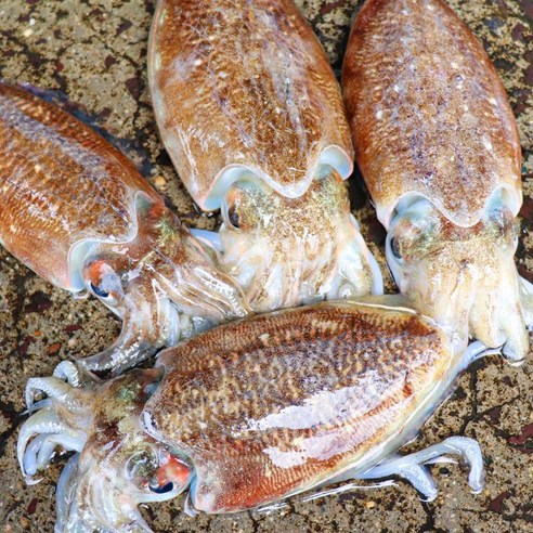 국내산 군산 활 갑오징어 생물, 1개, 1kg (2-4미 내외)