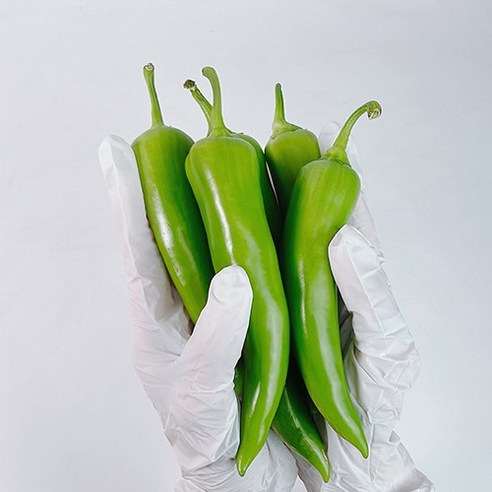 [산지직송/국내산] 건강한 당조고추 기능성 고추 아삭한 식감 당일수확 "맵지 않고 시원한 맛" 파프리카처럼 아삭한 꿀고추
