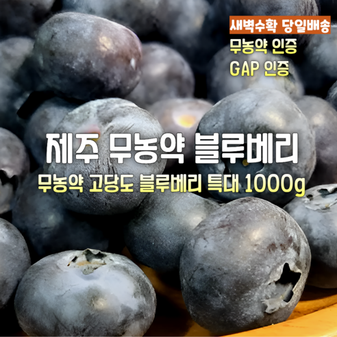 [산지직송] 26년 새벽수확 당일배송 프리미엄 제주 햇 블루베리 무농약 친환경 선물용 특대 1kg 제철과일 선물세트