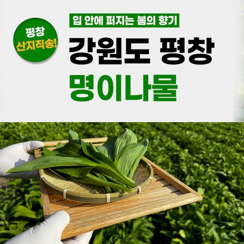[최상품] 평창 무농약 유기농 명이나물 산지직송 대명이 산마늘
