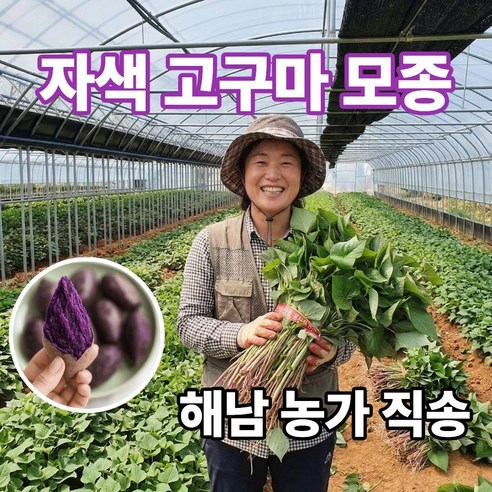 더맛곳간 국내산 해남 자색고구마 모종 고구마순 종근 종순 종자 자색고구마