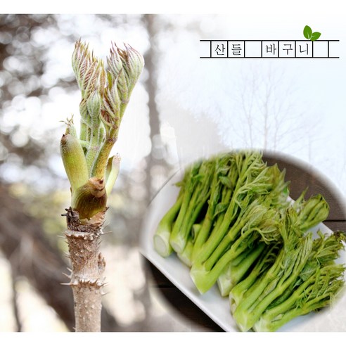 자연산 참두릅 지리산 산청두릅, 1세트, 500g