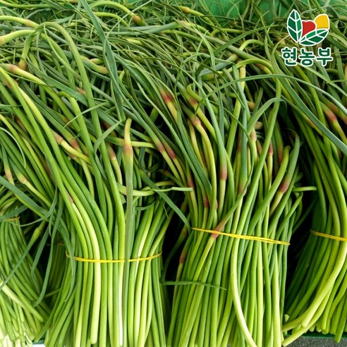 산지직송 국산 경북 창녕 의성 햇 마늘쫑, 1박스, 3kg