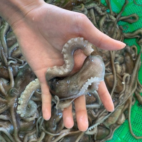산낙지 총알 산소포장 살아서가는 산낙지 쫄깃 통통 보양식 고흥 뻘낙지, 3개, 중 (100g~120g 내외)