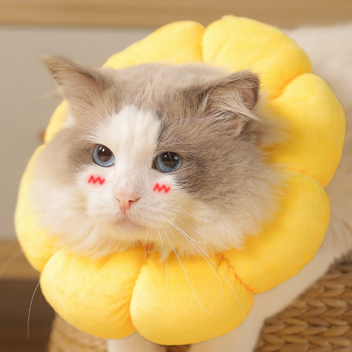 4762470509770981-b6c8e69c-71fd-4ec1-af19-bd6b4fcf1894.png