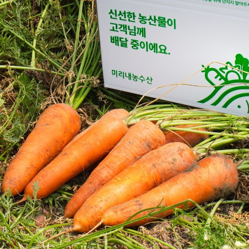 [미리내 농수산] 햇 당근 국내산 흙당근 제주 구좌 당근, 1개, 1kg  [중]