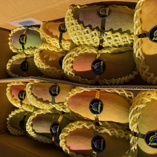 [제니네 제철과일] JE 산지발송 마하차녹 무지개망고, 1개, 5kg(10-16과)