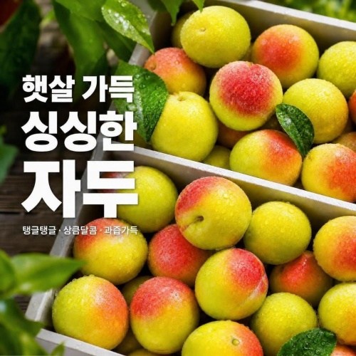 [이노청과] 새콤달콤 후무사 자두 과일 1kg 2kg 5kg 국내산 대과 여름 제철과일 신선배송, 1개, 자두 선별,로얄과 5kg