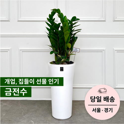 에코플랜트 금전수 개업 화분 집들이 선물 승진 사무실 이전 병원 개원 식당 개업식 축하 화분 배달 [서울 경기 당일배송]<토요일 오후 일요일 주문건 월요일배송>, 01. 금전수, 1개