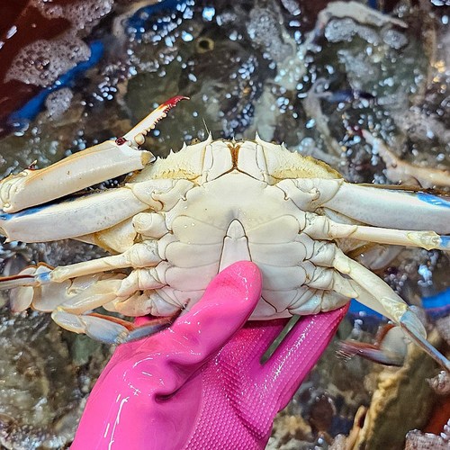 국내산 서해안 활 꽃게 생물 당일조업, 1개, 3kg