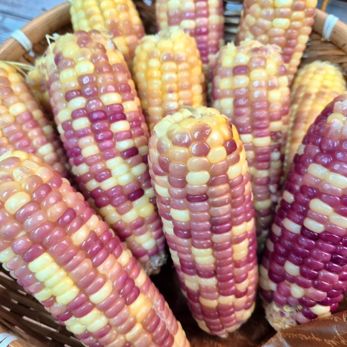 서건푸드 옥수수 쫀득한 홍찰옥수수 특품, 1개, 2.4kg 15개입