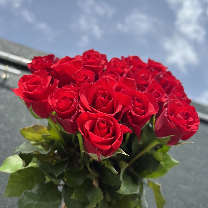 오전5시주문마감 월수금 배송 출발 테이블플라워 꽃공동구매 쨍한장미 빨강장미 생화택배 인터넷 꽃