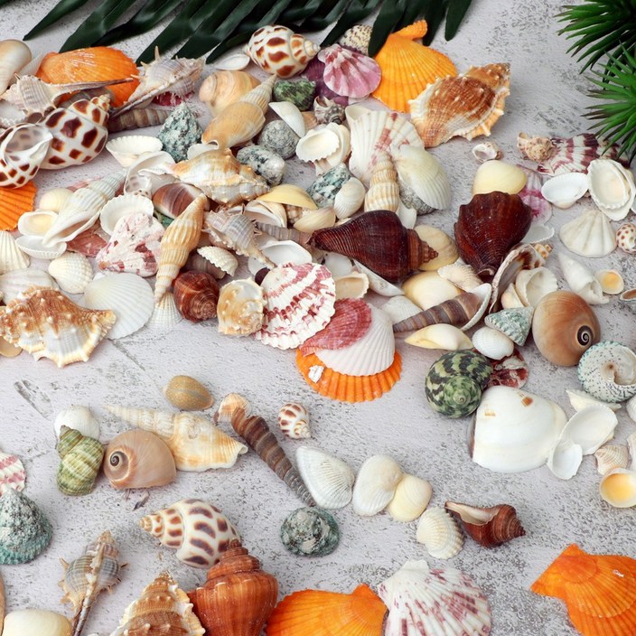 조개껍데기 조개껍질 조가비 소라고둥 미술 공예 만들기재료100g 200g 1kg