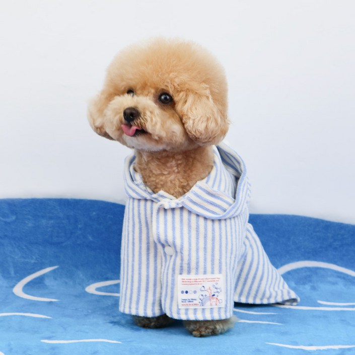 그루밍독 강아지 곰돌이 테리 가운