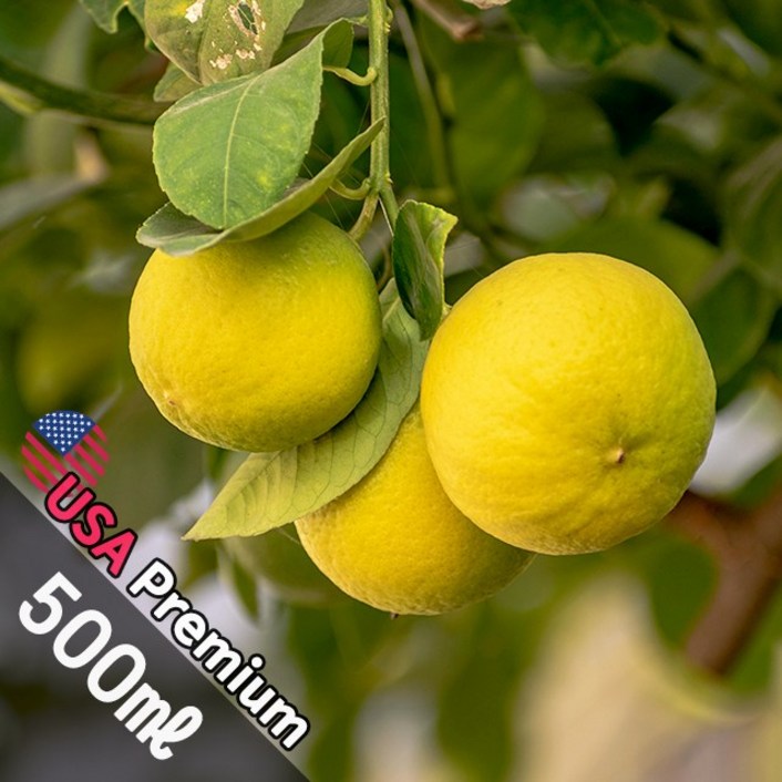 B047 나시블라썸 500ml (Nashi Blossome) 프래그런스오일  캔들 디퓨저 향수