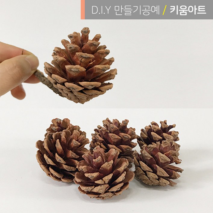 크리스마스 만들기 재료 소품 진짜솔방울 1kg 약5060개입 리스장식 천연 가습기 크리스마스 만들기 재료 소품 진짜솔방울 1kg 약5060개입 리스장식 천연 가습기