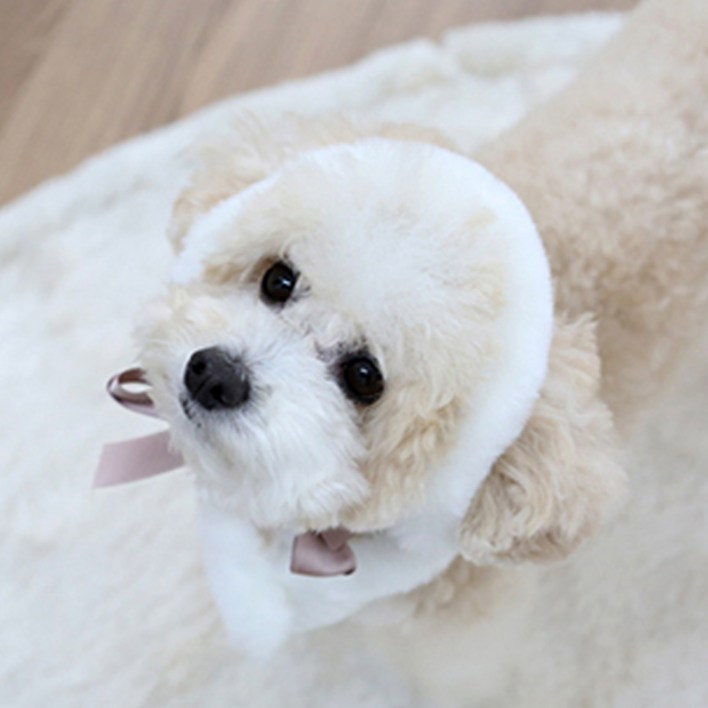 이츠독 반려동물 설중화 누빔 귀도리