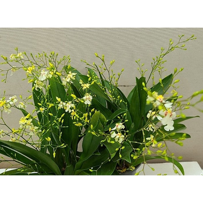 [신라난농원]환타지아.팝콘해피트윙클.특대품.(쵸코렛향).예쁜노랑에서크림색.꽃이팝콘과닮음.꽃대.색상예쁨.향이진짜좋습니다.필독뒷사진참고.