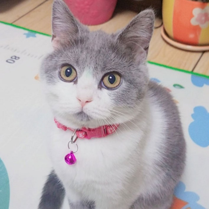 마이카싸 [무배] 1+1+1 고양이 방울 목걸이 3p
