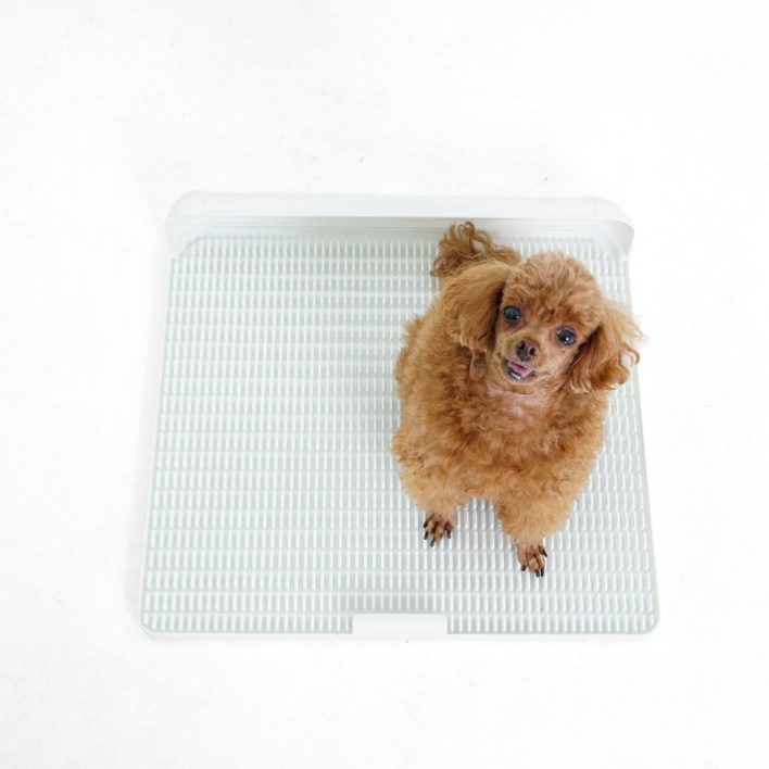 독톡 강아지 표준형 배변판
