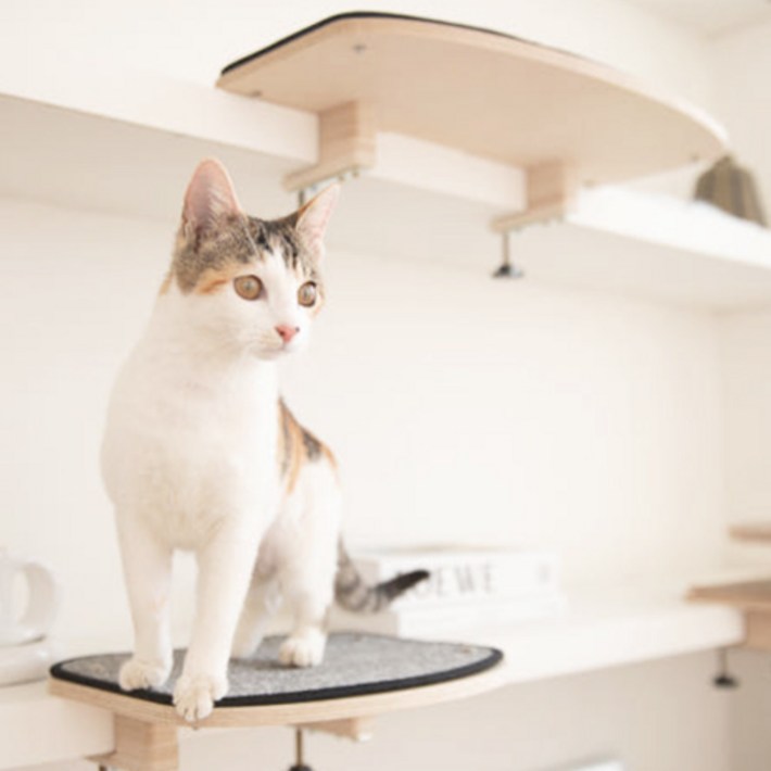 고양이선반 책장 책상 캣워커 캣타워