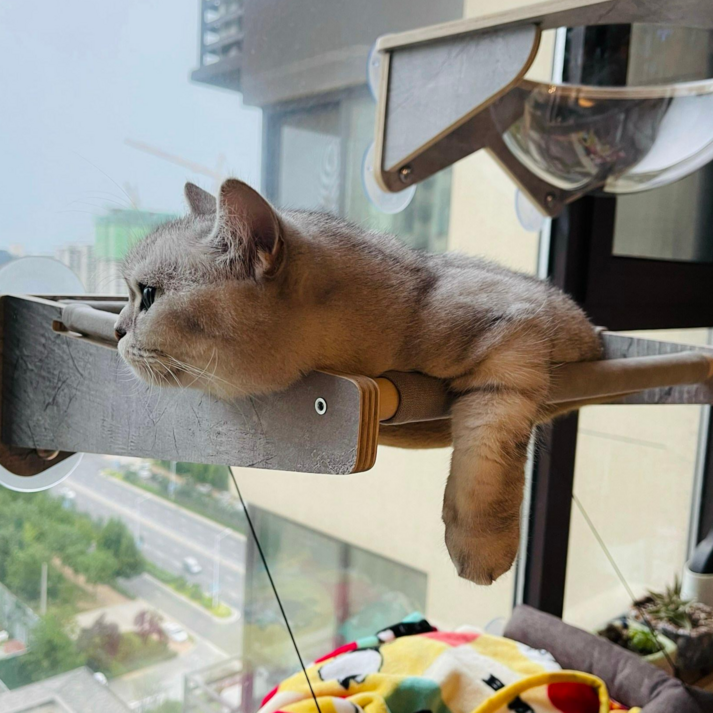 헤라우스점핑 고양이 일광욕 창문 캣타워 투명 해먹 캣워크 캣워커 캣폴, 창문 해먹