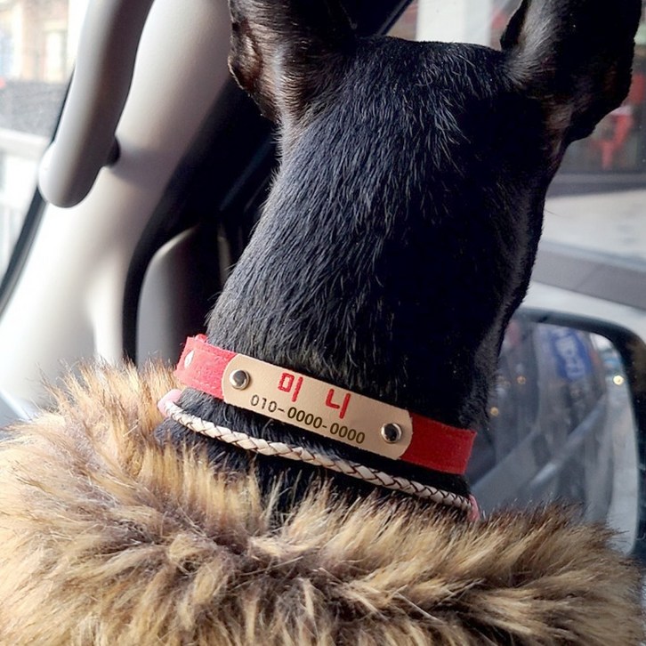 미소펫 인디칼라 가벼운 목줄 이름표 인식표 5색상, 1개